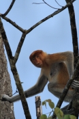 ProboscisMonkey_Sukau_0254 (177)